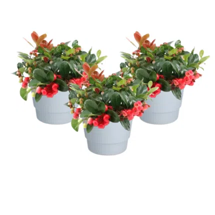 Compacte Gaultheria Big Berry planten in witte potten, met donkergroene bladeren en felrode bessen, set van 3 stuks.