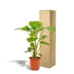 Alocasia Portodora - Ø21cm - ↕80cm - Afbeelding 5