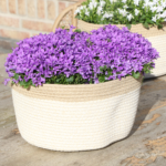 Campanula Addenda Ambella Intense purple - Cotton schaal met Campanula met watergeefsysteem - 3 stuks - Klokjesbloem paars  - potmaat 12cm - binnen & buiten - Afbeelding 3