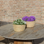 Campanula Addenda Ambella Intense purple - Rieten schaal met Campanula met watergeefsysteem - 3 stuks - Klokjesbloem paars  - potmaat 12cm - binnen & buiten - Afbeelding 4