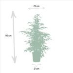 Ficus benjamina Twilight - Ø21cm - ↕95cm - Afbeelding 4
