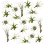 Tillandsia luchtplanten mix, 20 stuks, ø6cm, ↕6cm, groene bladeren, variërende vormen, geschikt voor binnen.
