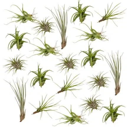 Tillandsia luchtplanten mix, 20 stuks, ø6cm, ↕6cm, groene bladeren, variërende vormen, geschikt voor binnen.