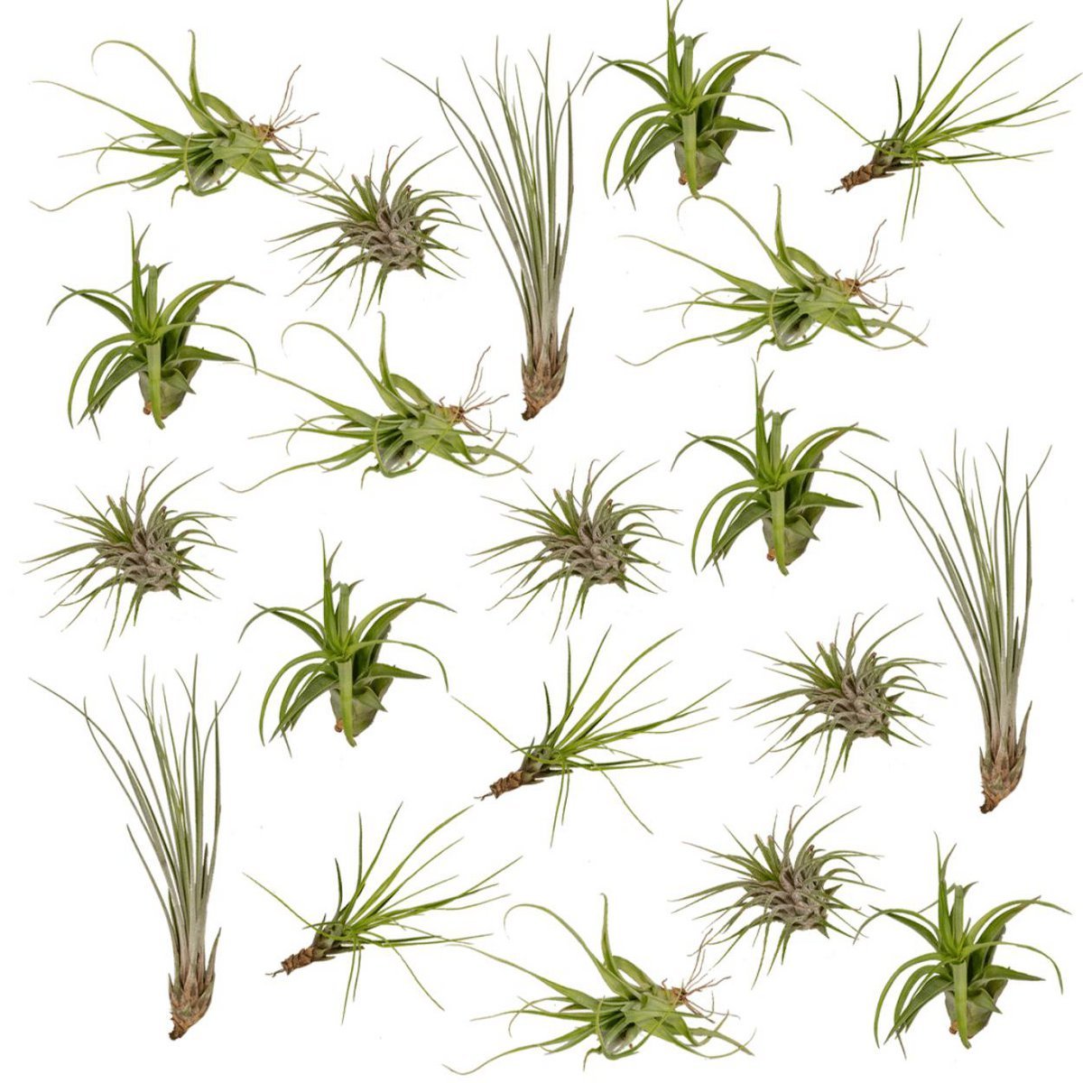 b8666d8b-ed98-4d6d-86d1-b6d33ca2c88b_1200x1200_fill.jpg Tillandsia luchtplanten mix, 20 stuks, ø6cm, ↕6cm, groene bladeren, variërende vormen, geschikt voor binnen.