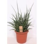 Sansevieria Fernwood Punk in een terracotta pot, met lange, stekelige bladeren en een punkachtige uitstraling. Ø25cm, ↕...