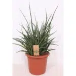Sansevieria Fernwood Punk in een terracotta pot, met lange, stekelige bladeren en een punkachtige uitstraling. Ø25cm, ↕...
