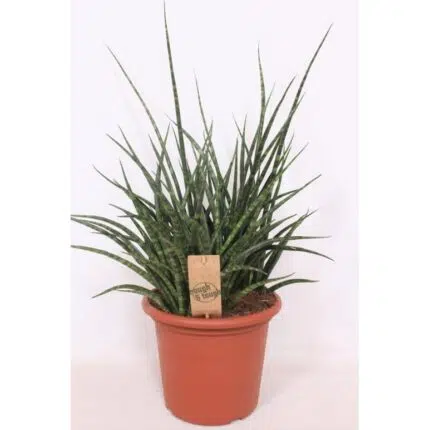Sansevieria Fernwood Punk in een terracotta pot, met lange, stekelige bladeren en een punkachtige uitstraling. Ø25cm, ↕...