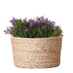 Campanula Addenda Ambella Intense purple - Rieten schaal met Campanula met watergeefsysteem - 3 stuks - Klokjesbloem paars  - potmaat 12cm - binnen & buiten - Afbeelding 5