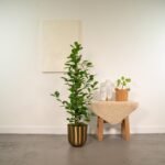 Ficus microcarpa Moclame - Ø21cm - ↕95cm - Afbeelding 2