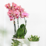 Kolibri Orchids | COMBI DEAL van 4 Phalaenopsis orchideeën - Pirate Picotee - potmaat Ø12cm | bloeiende kamerplant - vers van de kweker - Afbeelding 8