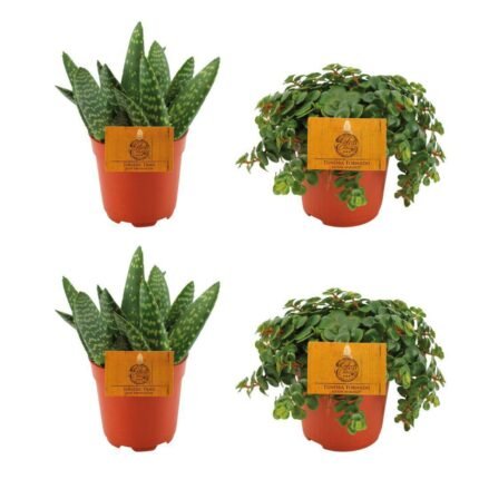 Set van 4 kleine kamerplanten: 2x Aloë paradisicum en 2x Sedum tornado in oranje potten, Ø10,5cm, hoogte 10cm.