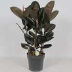 Ficus Abidjan in een grijze pot, met grote, glanzende bladeren en een hoogte van 90 cm.
