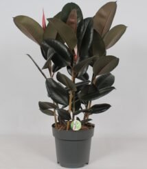 Ficus Abidjan in een grijze pot, met grote, glanzende bladeren en een hoogte van 90 cm.