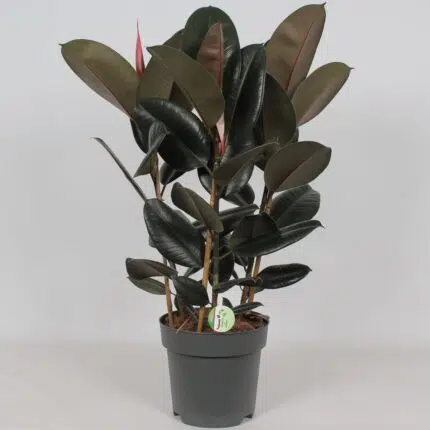 Ficus Abidjan in een grijze pot, met grote, glanzende bladeren en een hoogte van 90 cm.