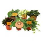 Zes Peperomia kamerplanten in oranje potten, variërend in groen, met labels van MEERgroothandel, Ø12cm, ↕20cm.
