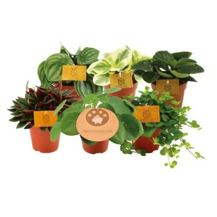 Zes Peperomia kamerplanten in oranje potten, variërend in groen, met labels van MEERgroothandel, Ø12cm, ↕20cm.