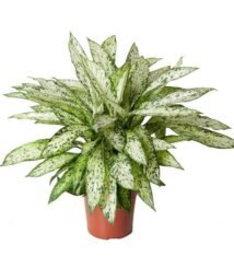 Dieffenbachia Vesuvius in een oranje pot, hoogte 80 cm, diameter 27 cm, met groene en witte bladeren.