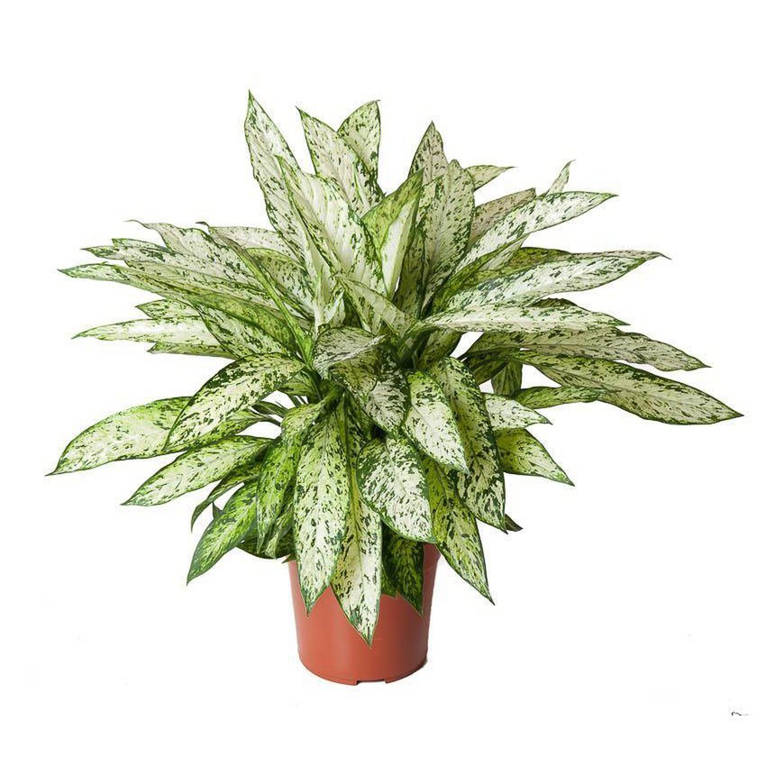 bc299eb3-23cf-48f8-aa9f-f85954b66d57_1200x1200_fill.jpg Dieffenbachia Vesuvius in een oranje pot, hoogte 80 cm, diameter 27 cm, met groene en witte bladeren.