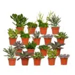 Succulenten mix van 18 verschillende vetplanten in oranje potjes, elk 10 cm hoog en 8,5 cm breed.