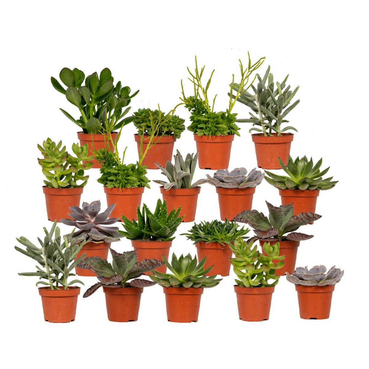 be7f1fe7-cf8f-488b-8fdf-e9bd57743b6f_1200x1200_fill.jpg Succulenten mix van 18 verschillende vetplanten in oranje potjes, elk 10 cm hoog en 8,5 cm breed.