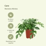 2x Monstera Minima - Gatenplant - 25cm - ø15 - Afbeelding 5