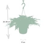 Humata Tyermannii Hang - Hazenpootvaren - Ø17cm - ↕20cm - Afbeelding 3