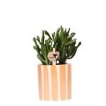 Crassula Hobbit succulent in een oranje Painted Stripe pot van Ø9cm, perfect voor een vrolijke interieurstijl.