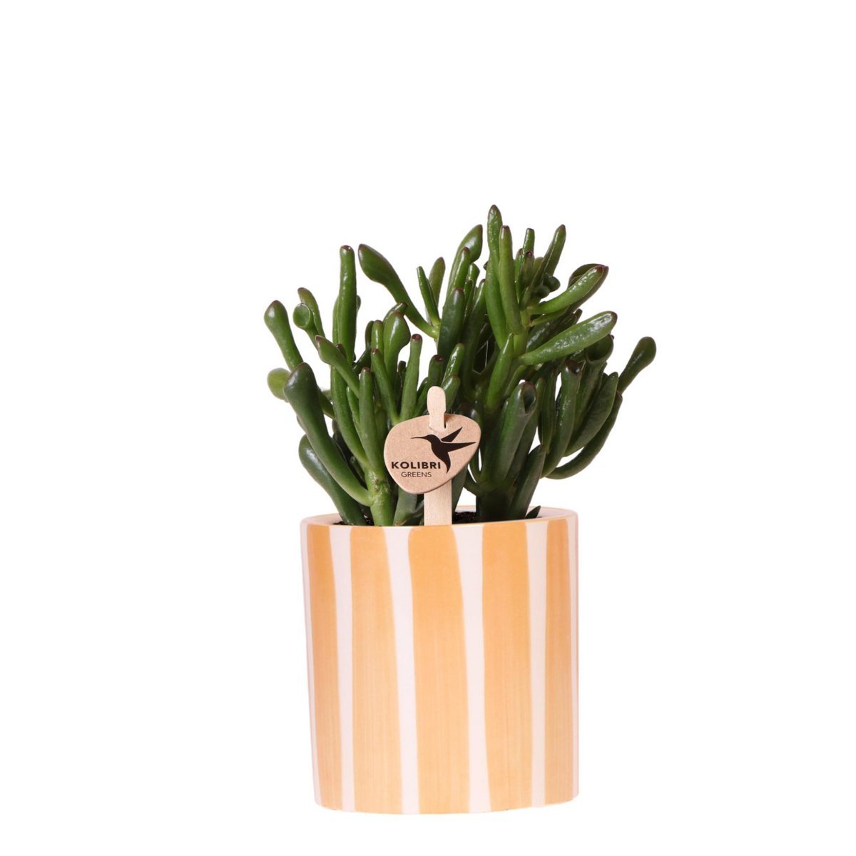 c3da3abc-74bd-462d-9878-e43ac76dd13b_1200x1200_fill.jpg Crassula Hobbit succulent in een oranje Painted Stripe pot van Ø9cm, perfect voor een vrolijke interieurstijl.