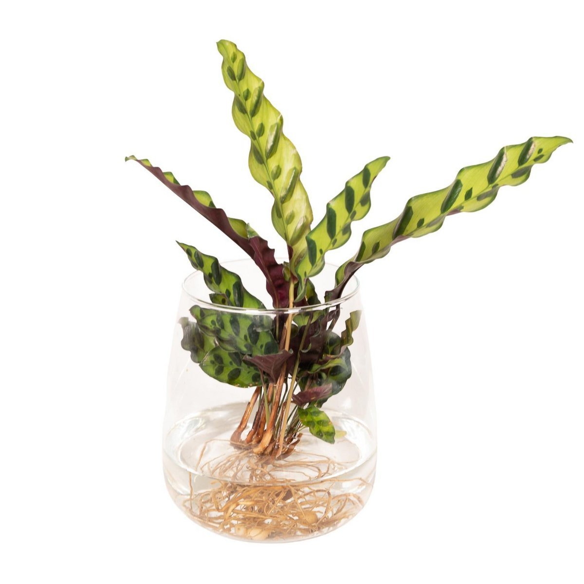 c451add8-dd5b-4980-a8dd-37a795289ca1_1200x1200_fill.jpg Calathea Insignis in een transparante Kingston-glas, met groene en rode bladeren, hoogte 30 cm, diameter 4 cm.