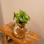 Syngonium Pixie in Bolglas - Ø12cm - ↕30cm - Afbeelding 2