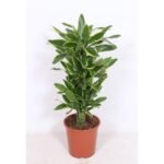 Dracaena Golden Coast in een bruine pot, met geelgroene bladeren, hoogte 110 cm, diameter 27 cm. Perfect voor kantoor.