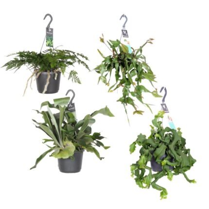 Hangende groene juweeltjes, 4 stuks in zwarte potten, Ø17cm, variërende hoogte van 20-40cm.