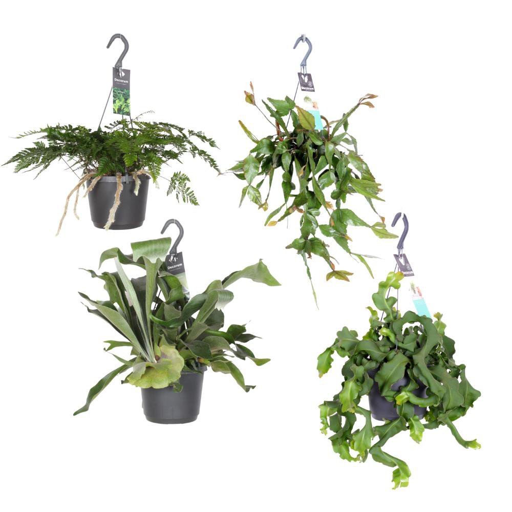 c77986b5-c9c1-4806-8db0-fb83e9a1fea3_1200x1200_fill.jpg Hangende groene juweeltjes, 4 stuks in zwarte potten, Ø17cm, variërende hoogte van 20-40cm.