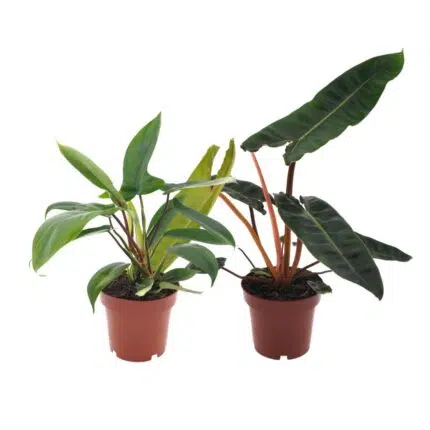 Philodendron Duo Billietiae/Florida Groen, 2 planten in potten van Ø12cm, hoogte 25cm, met groene en rode bladeren.