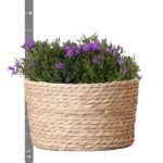 Campanula Addenda Ambella Intense purple - Rieten schaal met Campanula met watergeefsysteem - 3 stuks - Klokjesbloem paars  - potmaat 12cm - binnen & buiten - Afbeelding 7