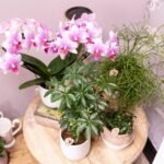 Kolibri Orchids | roze Phalaenopsis orchidee potmaat Ø9cm | Rotterdam | bloeiende kamerplant - vers van de kweker - Afbeelding 3