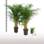 Dypsis Lutescens in pot Ø17 cm, hoogte 100 cm, groene bladeren, geschikt als kantoorplant.