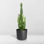 Euphorbia Acruensis - Cactus - Ø24cm - ↕60cm - Afbeelding 8