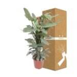 Philodendron Hastatum - Ø27cm - ↕130cm - Afbeelding 3