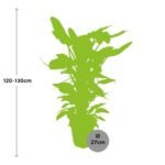 Philodendron Hastatum - Ø27cm - ↕130cm - Afbeelding 2