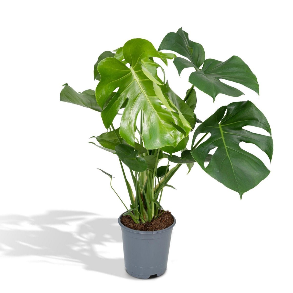 cfb2f37a-57b8-41d9-9ce4-2ebeee362218_1200x1200_fill-1.jpg Monstera Deliciosa, gatenplant in grijze pot, Ø21cm, hoogte 65cm, met grote groene bladeren met gaten.
