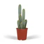 Blauwgroene Pilosocereus Azureus cactus in een rode pot, hoogte 55 cm, diameter 21 cm, met meerdere rechtopstaande takken.
