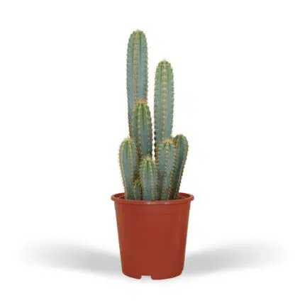 Blauwgroene Pilosocereus Azureus cactus in een rode pot, hoogte 55 cm, diameter 21 cm, met meerdere rechtopstaande takken.