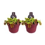 Twee Dionaea Muscipula planten in een rode pot, Ø12cm, hoogte 12cm, met groene en rode bladeren.