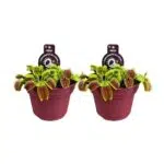 Twee Dionaea Muscipula planten in een rode pot, Ø12cm, hoogte 12cm, met groene en rode bladeren.