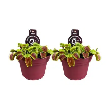 Twee Dionaea Muscipula planten in een rode pot, Ø12cm, hoogte 12cm, met groene en rode bladeren.