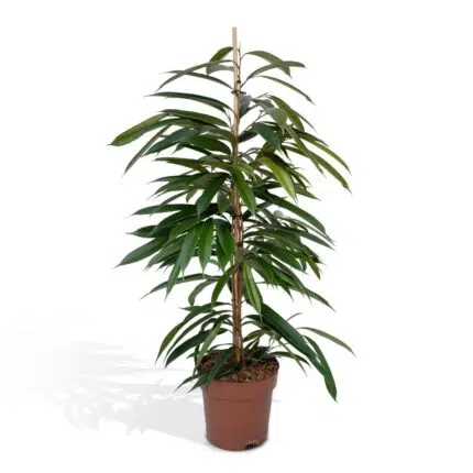Ficus Amstel King, grote kamerplant met glanzende bladeren, hoogte 100 cm, potdiameter 21 cm.
