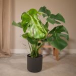 Monstera Deliciosa - Gatenplant - Ø21cm - ↕65cm - Afbeelding 2