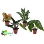 Premium Planten Mix met 4 middelgrote kamerplanten in potten van Ø12cm en hoogte van 40cm.