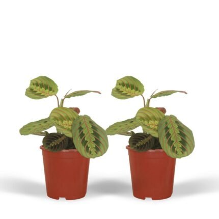 Twee Maranta Fascinator planten in rode potten, met opvallende bladtekeningen, hoogte 20 cm, diameter 12 cm.